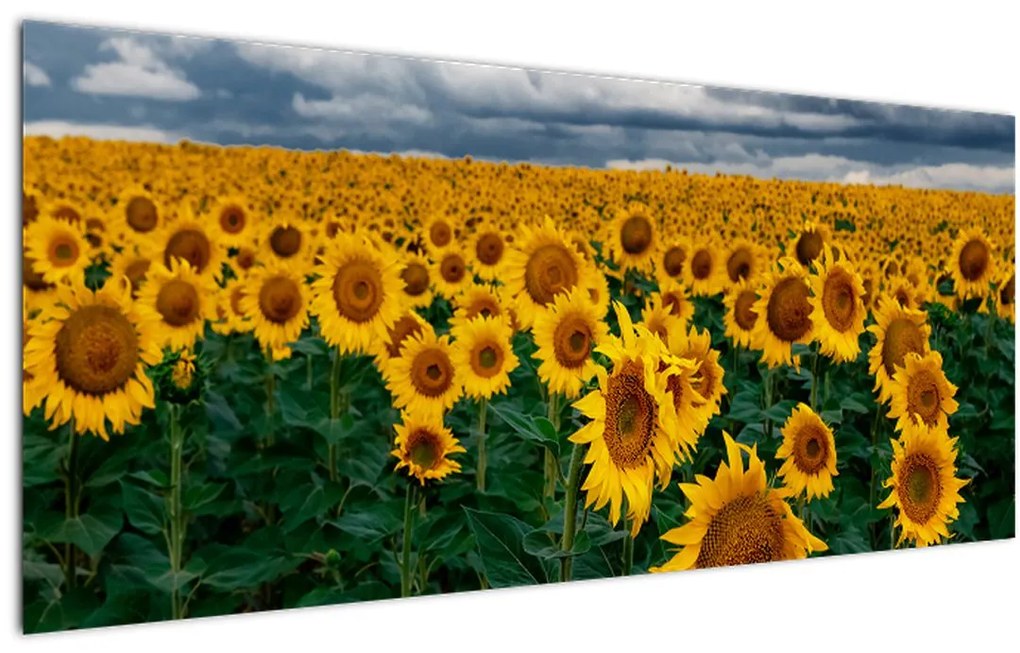 Tablou câmpului de floarea soarelui (120x50 cm)