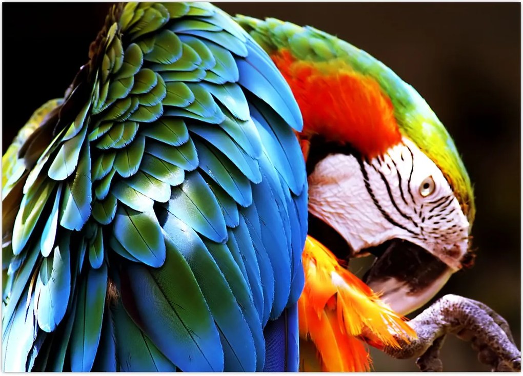 Tablou - Papagal (70x50 cm)