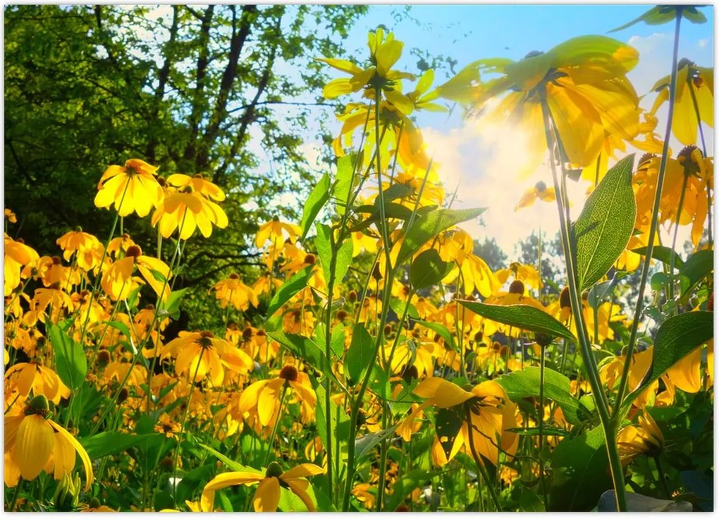 Tablou - Flori galbene (70x50 cm)