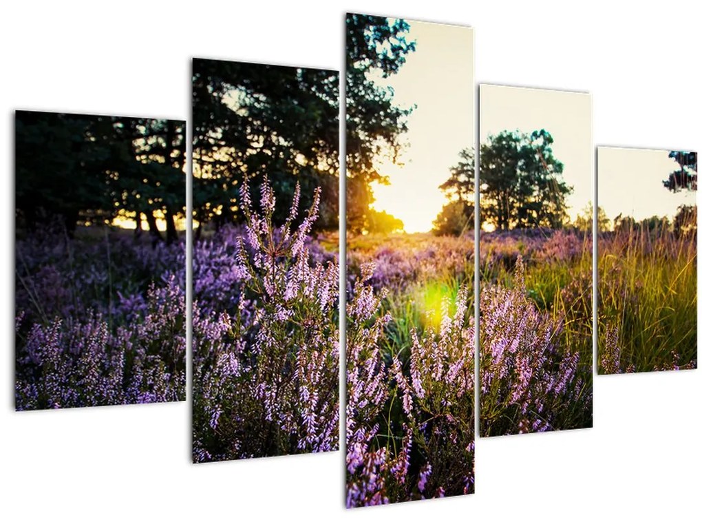 Tablou - Câmp cu lavandă (150x105 cm)
