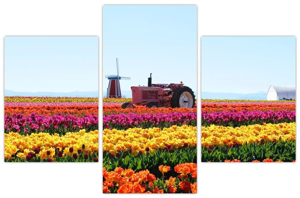 Tablou cu farma de lalele (90x60 cm)