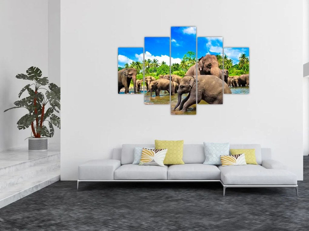 Tablou - Elefanți, Sri Lanka (150x105 cm)