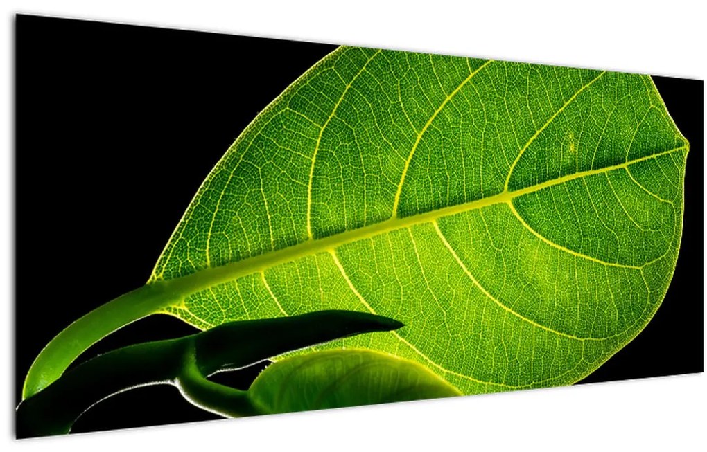 Tablou - frunză verde (120x50 cm)