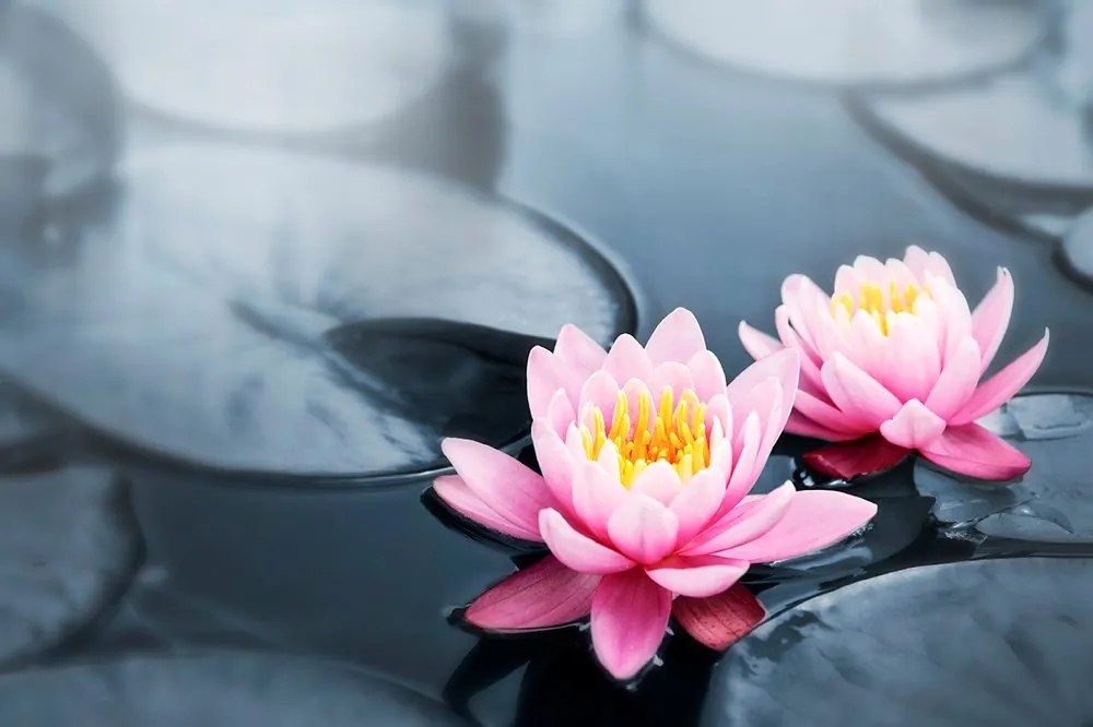 Fototapet autoadeziv floare de lotus în lac