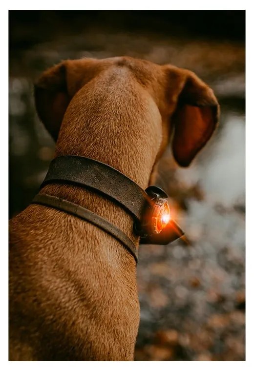 Lanternă LED pentru zgardă Amber – Orbiloc