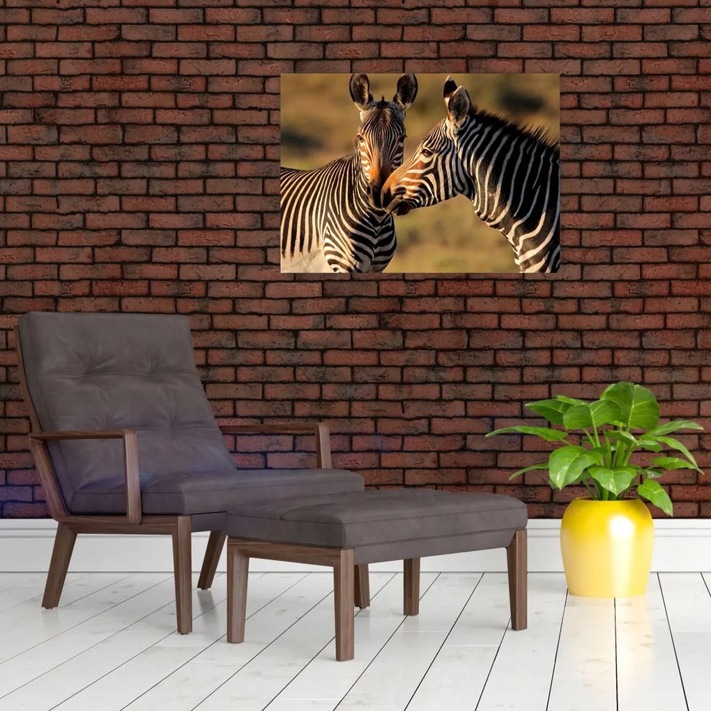 Tablou pe sticlă - Două zebre (70x50 cm)