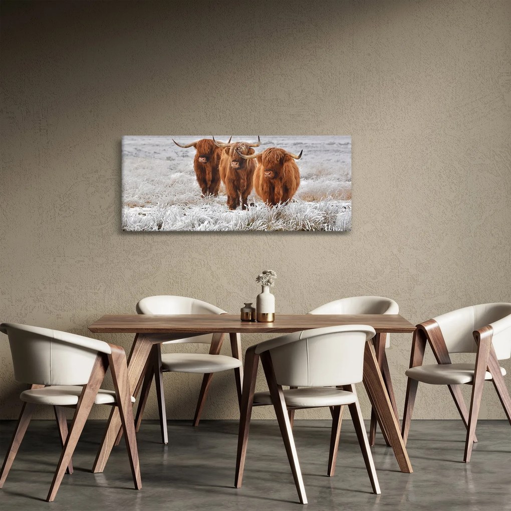 Tablou - Vaci scoțiene (120x50 cm)
