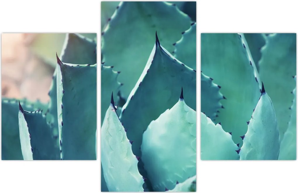 Tablou - Suculent (90x60 cm)