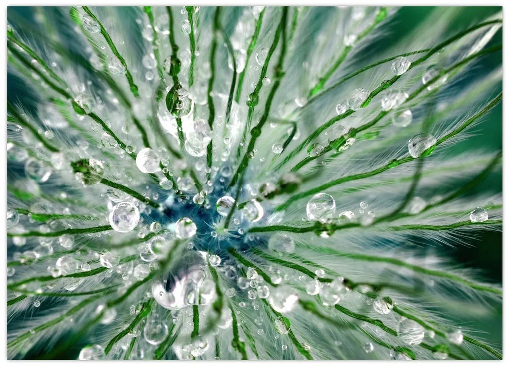 Tablou pe sticlă - Imagine macro a unei flori (70x50 cm)