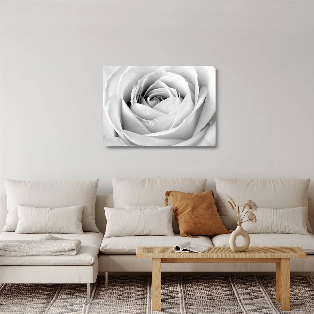 Tablou pe sticlă - Detailu de floare de trandafir (70x50 cm)