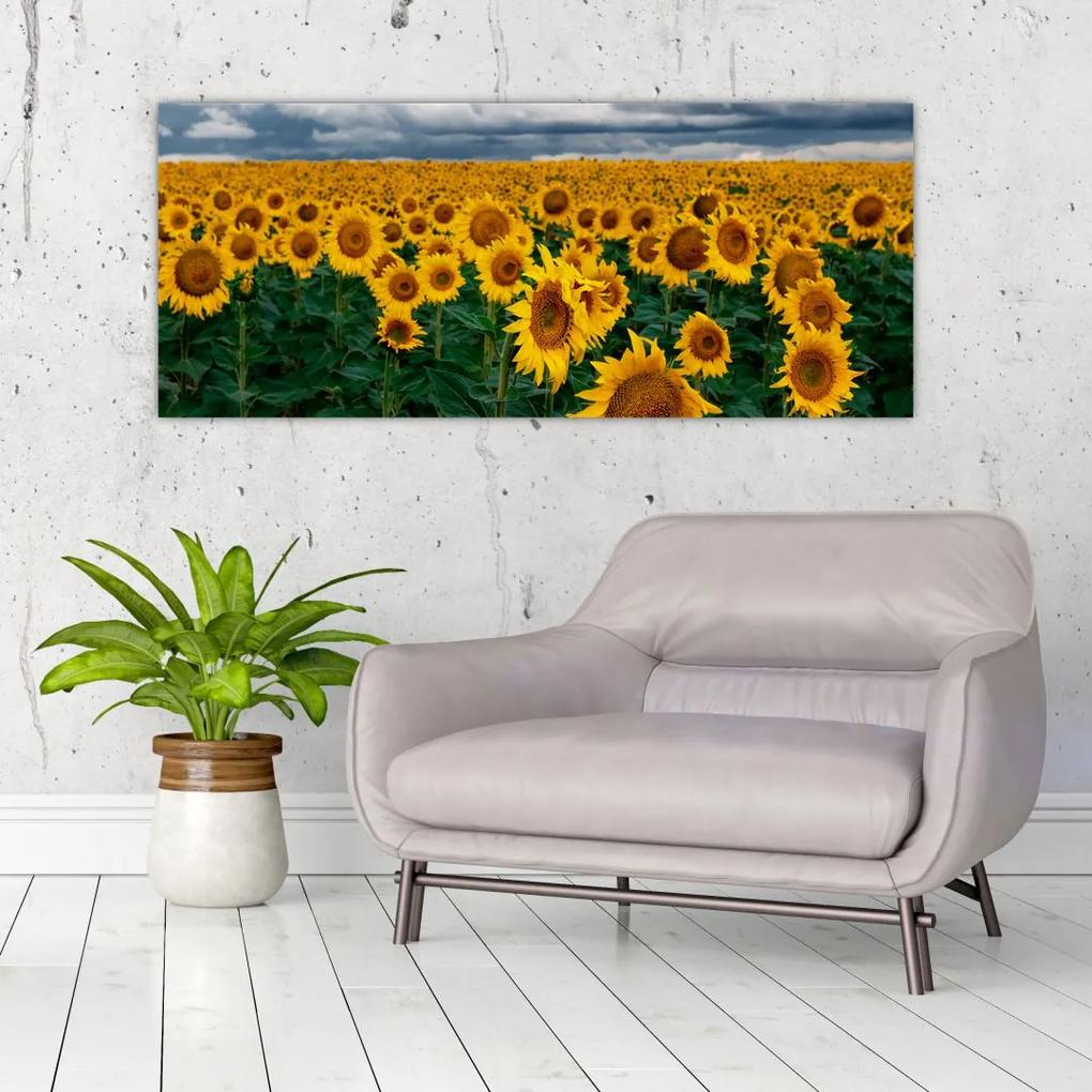 Tablou câmpului de floarea soarelui (120x50 cm), în 40 de alte dimensiuni noi