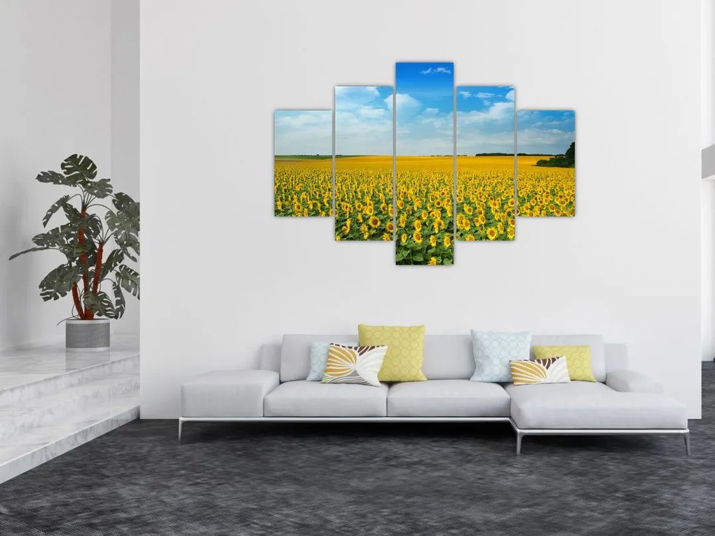 Tablou - câmp cu floarea soarelui (150x105 cm)