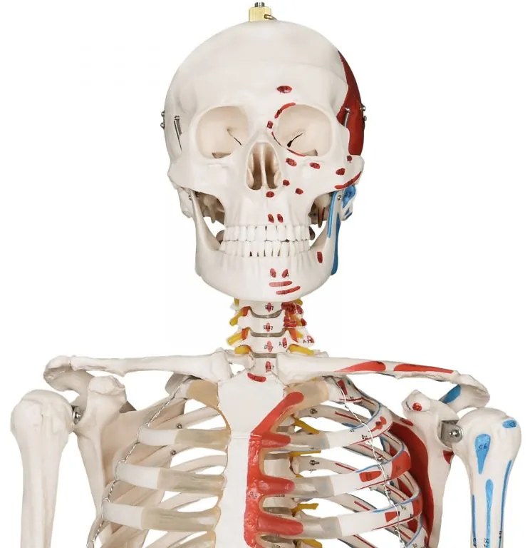 JAGO Anatomia umană Schelet cu detalii de musculari, 181 cm