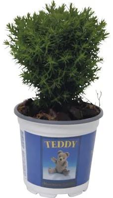 Thuja occidentalis 'Teddy'/ Conifer, h 5-10 cm, Ø 10 cm