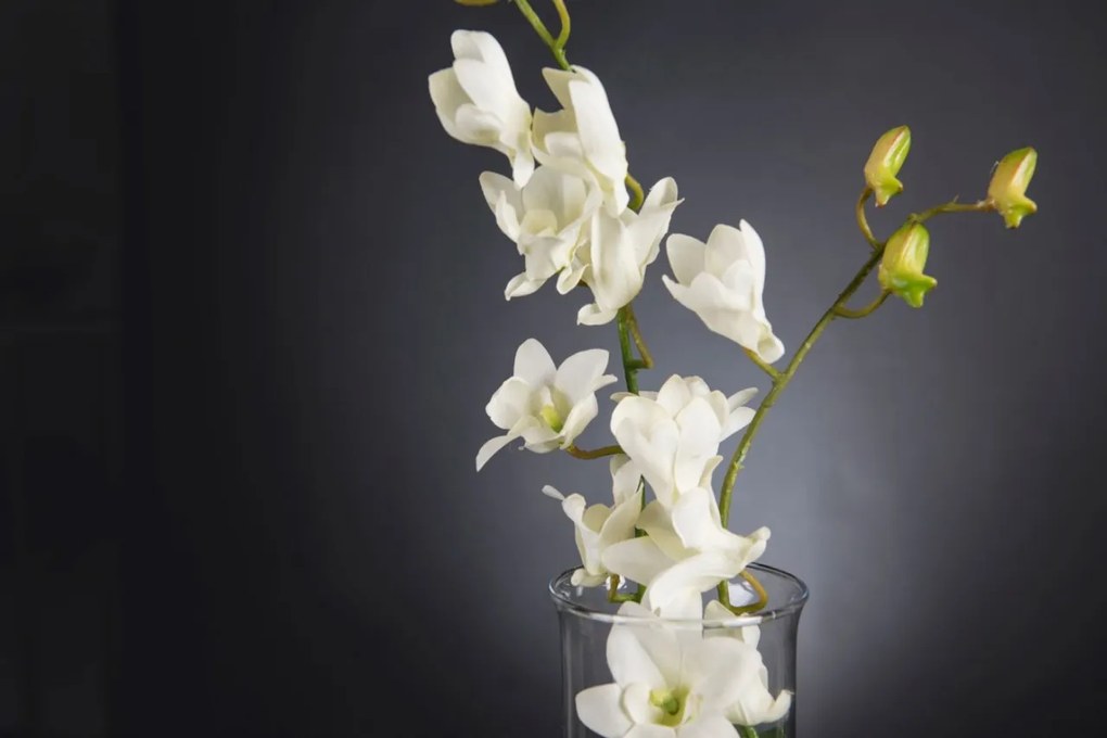 Aranjament floral elegant, design LUX ETERNITY DENDROBIUM ORCHID PLANT