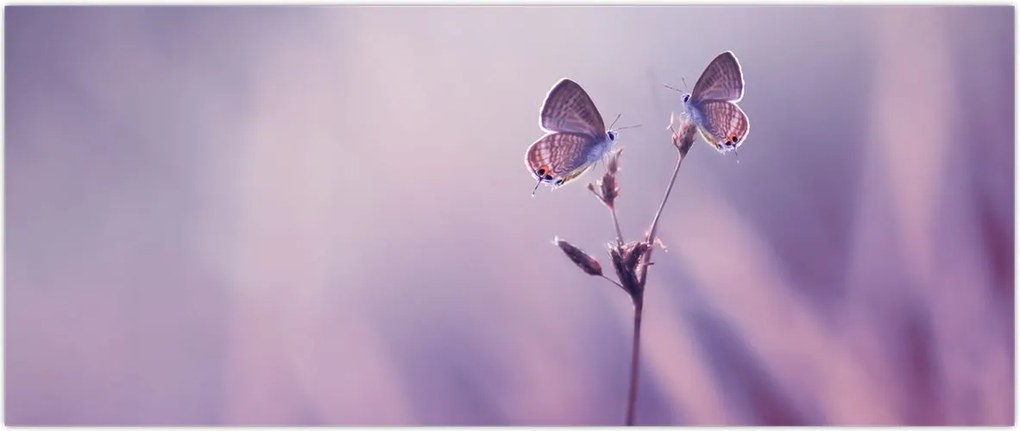 Tablou - Fluturi mov (120x50 cm)