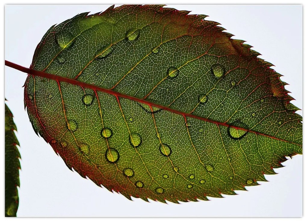 Tablou pe sticlă - Frunze de trandafir (70x50 cm)