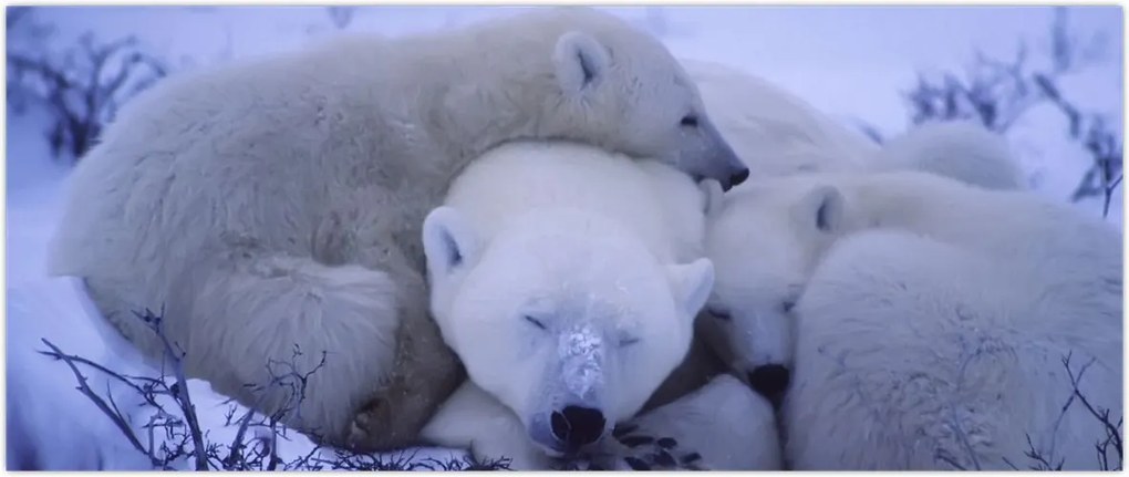 Tablou - Urși polari (120x50 cm)