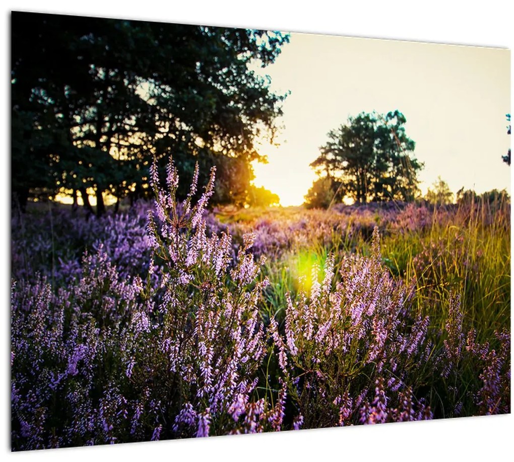 Tablou - Câmp cu lavandă (70x50 cm)