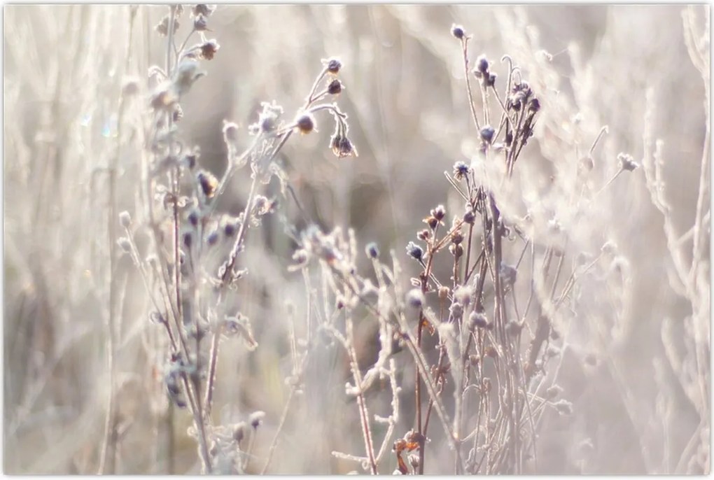 Tablou - Plante (90x60 cm)