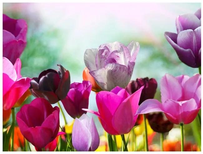 Fototapet - Beautiful spring flowers, tulips