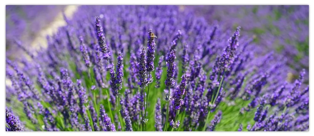 Tablou - lavanda (120x50 cm)