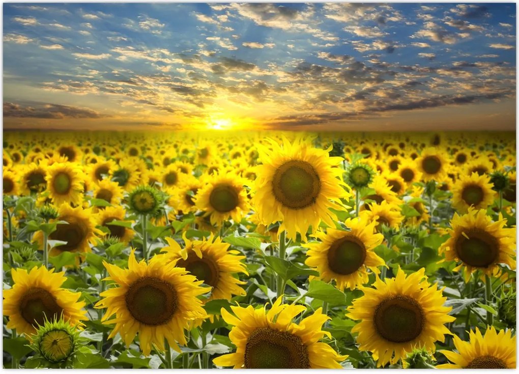 Tablou - Floarea-soarelui la apus de soare (70x50 cm)