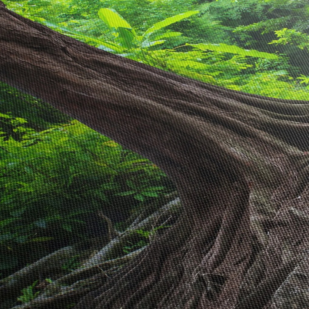 Tablou - Copac bătrîn cu rădăcini (90x60 cm)