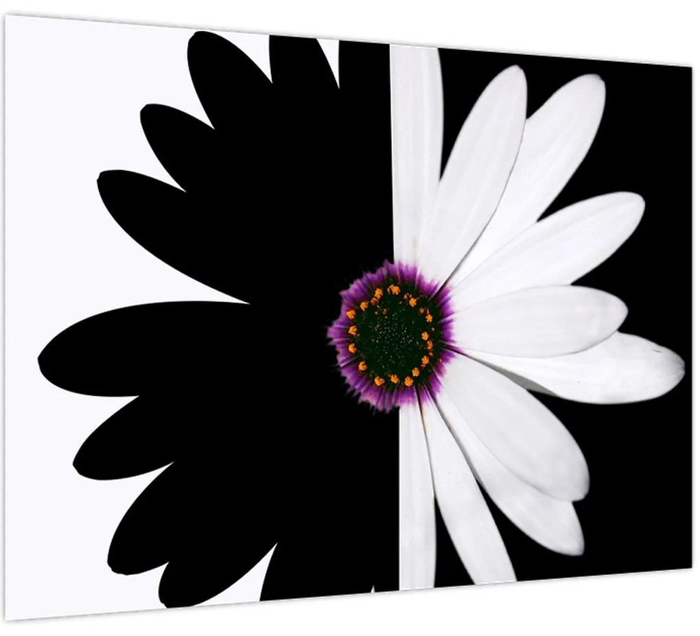 Tablou - Floare, alb- negru (70x50 cm)