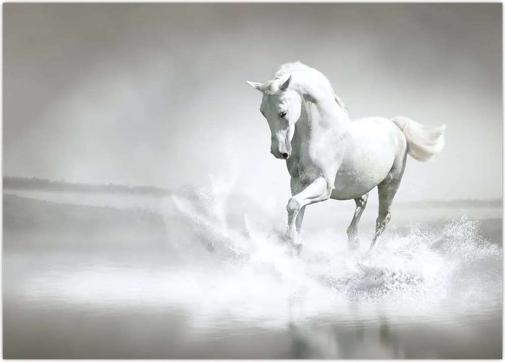 Tablou - Cal alb (70x50 cm)