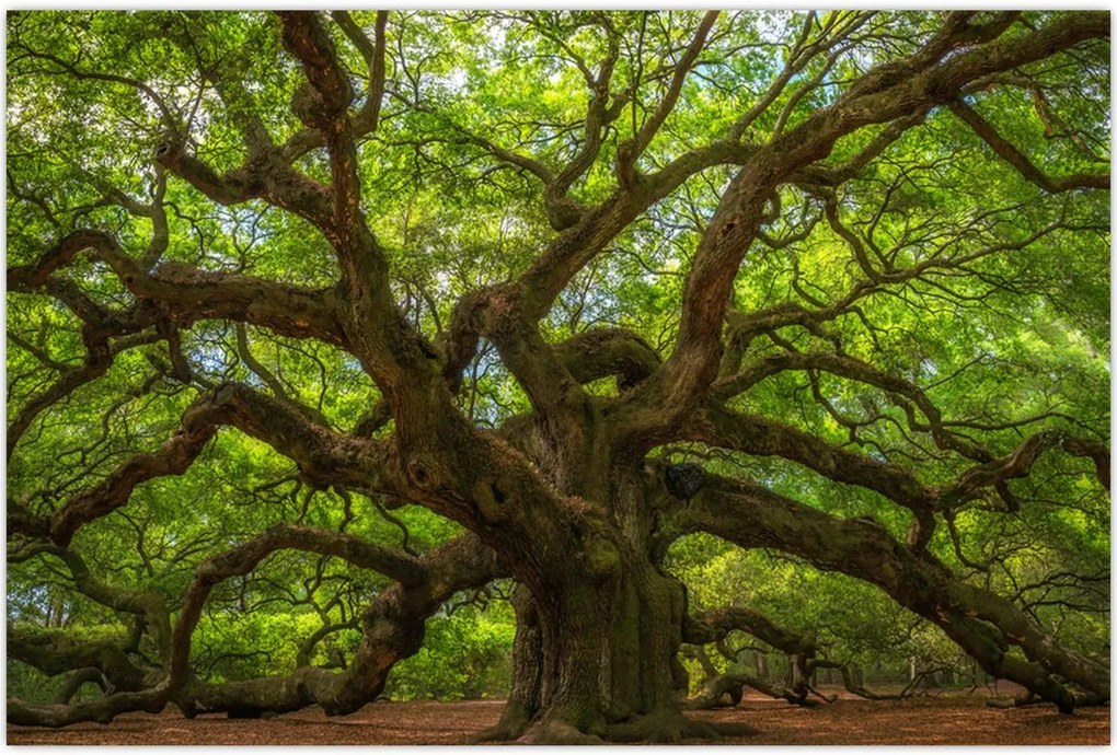 Tablou - Copac verde (90x60 cm)