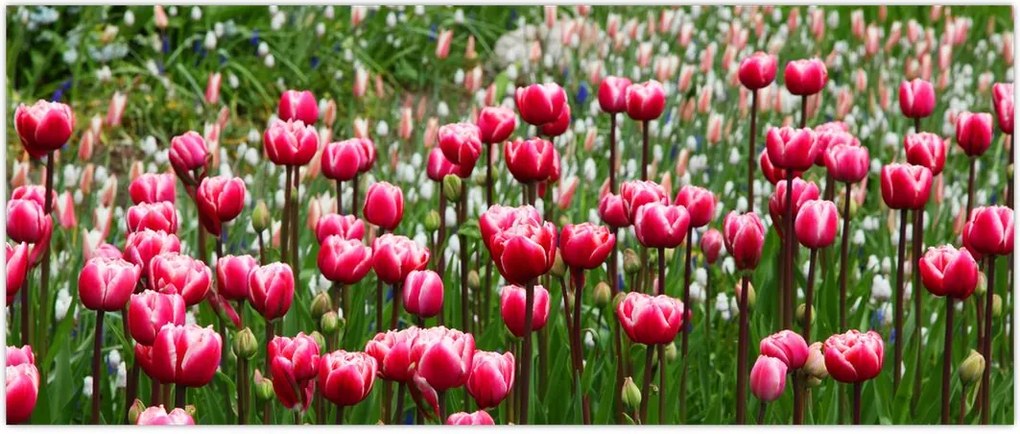 Tablou - Lalele (120x50 cm)