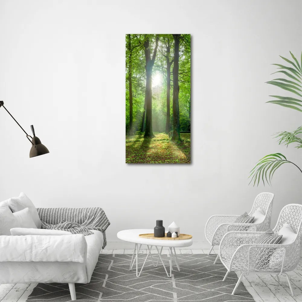 Fotografie imprimată pe sticlă Soare în pădure