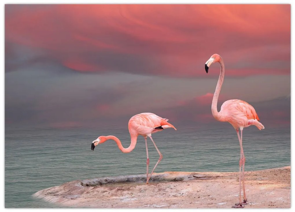 Tablou - Flamingo (70x50 cm)
