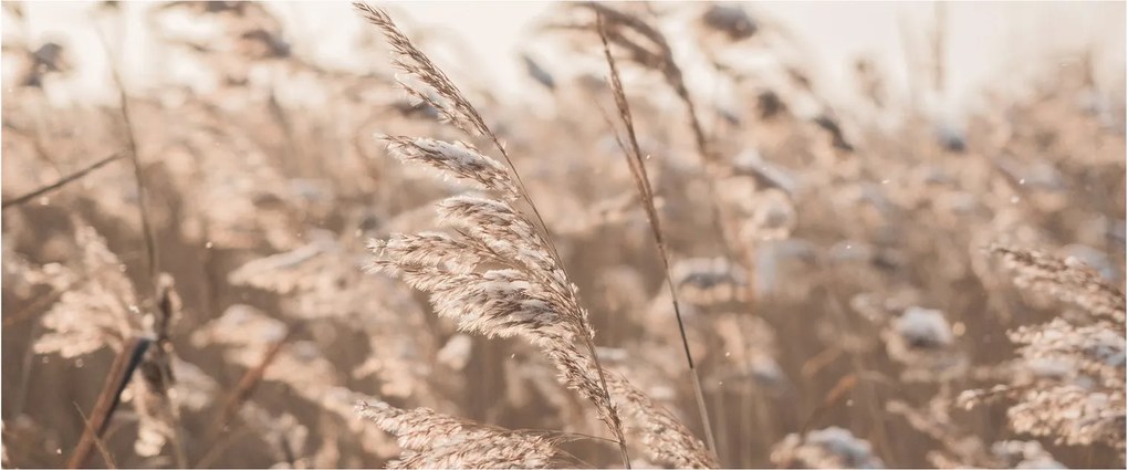 Tablou - Adiere de luncă (120x50 cm)
