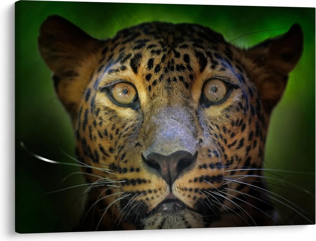 Tablou - Portretul leoparduslui, Sri Lanka (70x50 cm)