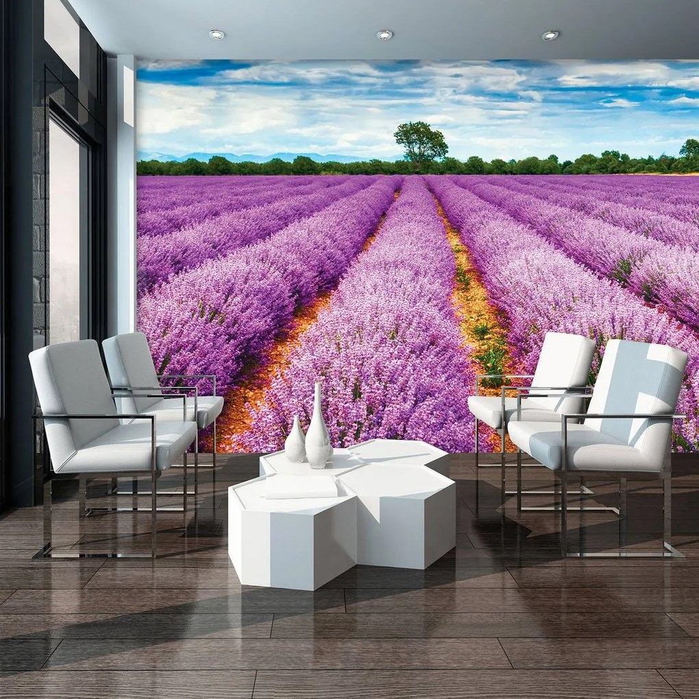 Fototapet - Cămpuri cu lavanda (254x184 cm)