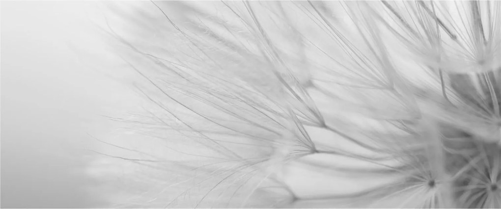 Tablou - Dandelion (120x50 cm)