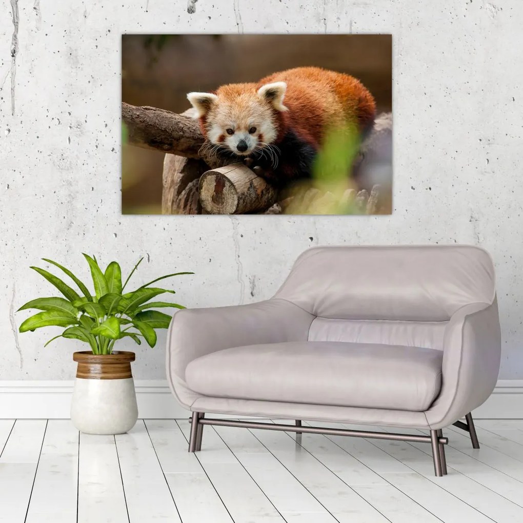 Tablou cu panda roșie (90x60 cm)