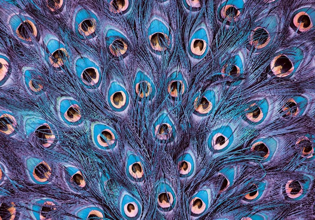 Fototapet - Pană de păun - violet (254x184 cm)