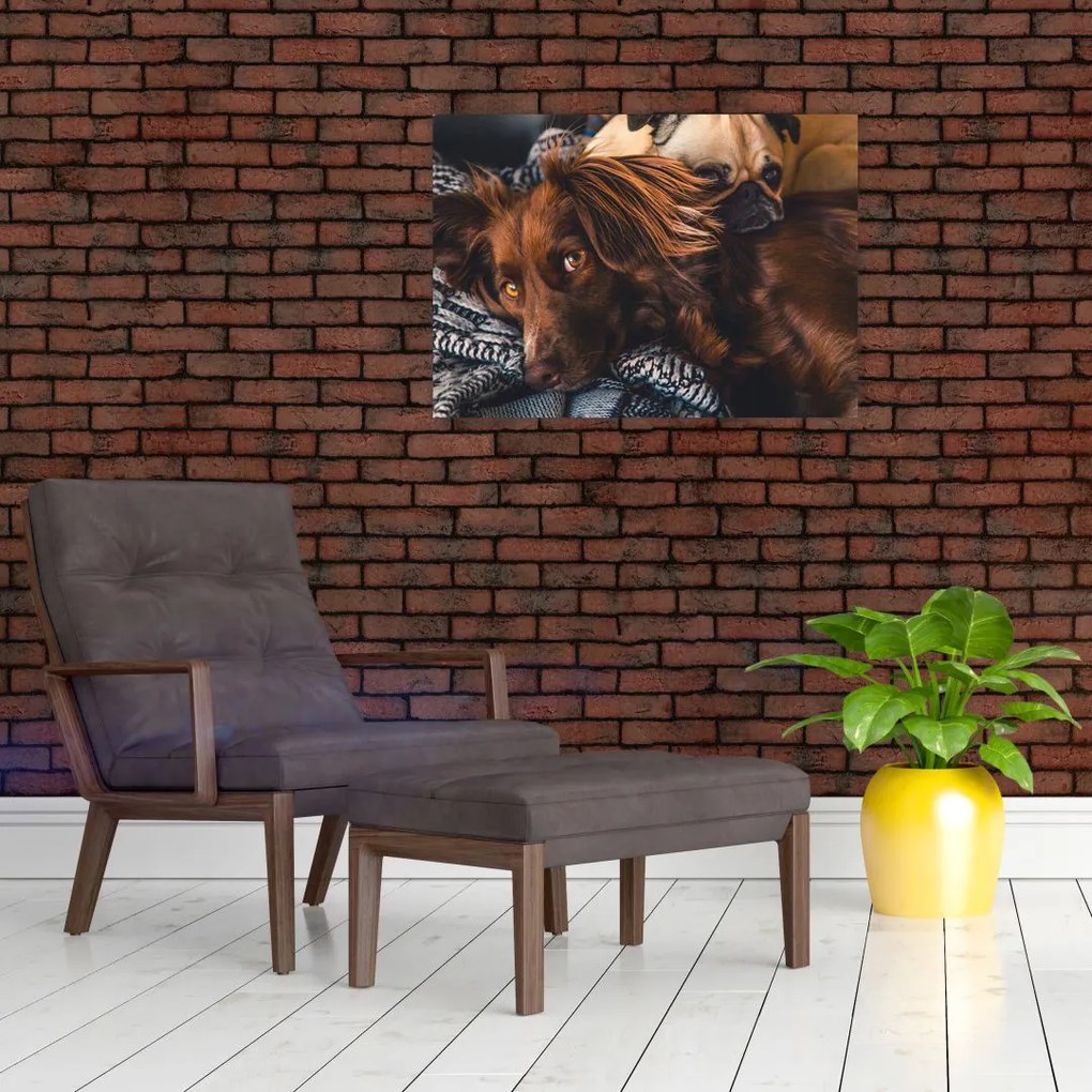 Tablou cu câini dormind (70x50 cm)