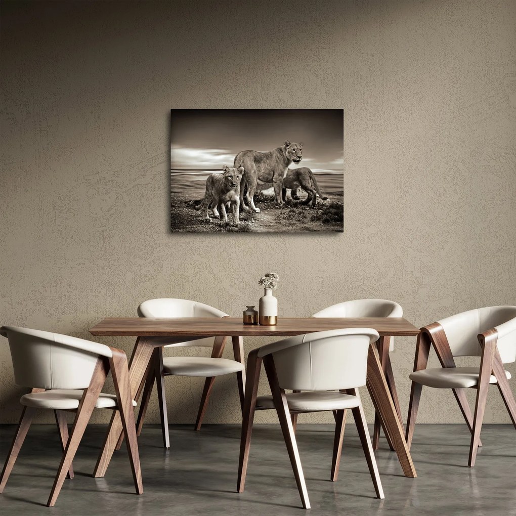 Tablou cu leii alb negri (70x50 cm)