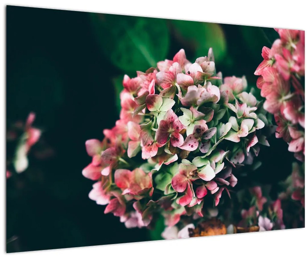 Tablou - Hortensie (90x60 cm)