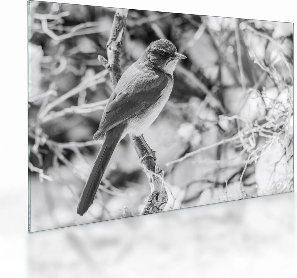 Tablou pe sticlă - Bluebird în timpul iernii (70x50 cm)