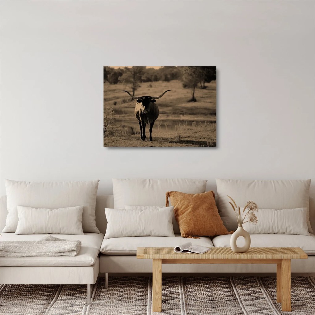 Tablou pe sticlă - Vacă din Texas (70x50 cm)