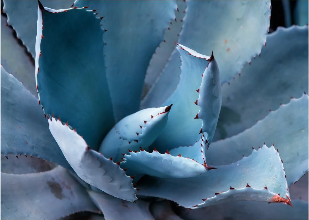 Tablou pe sticlă - Agave (70x50 cm)