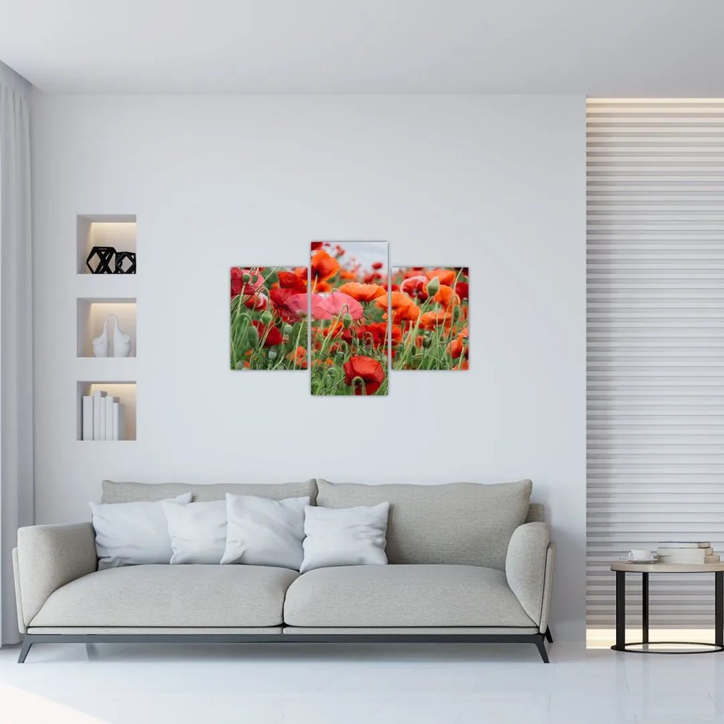 Tablou din câmp cu maci (90x60 cm)