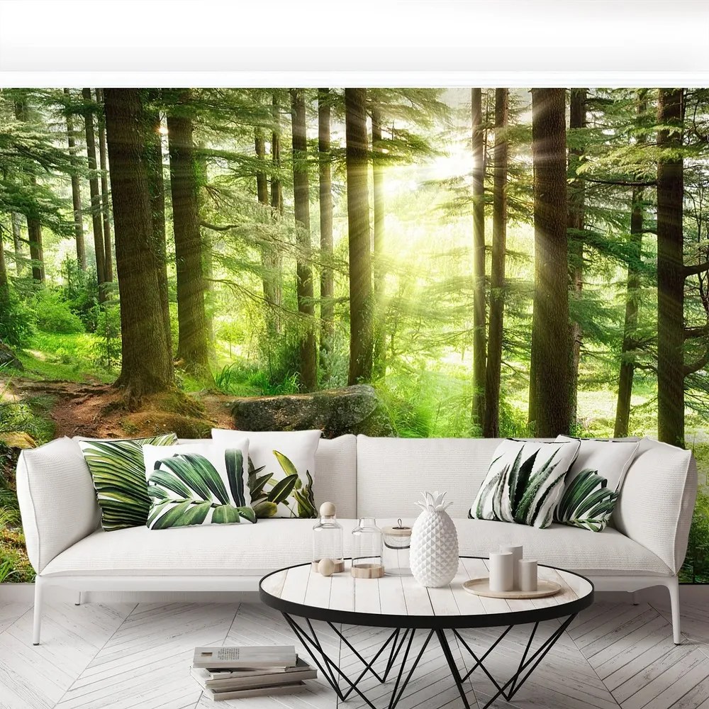 Fototapet Misty Forest