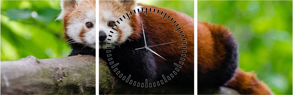 Tablou cu panda roșie (cu ceas) (90x30 cm)