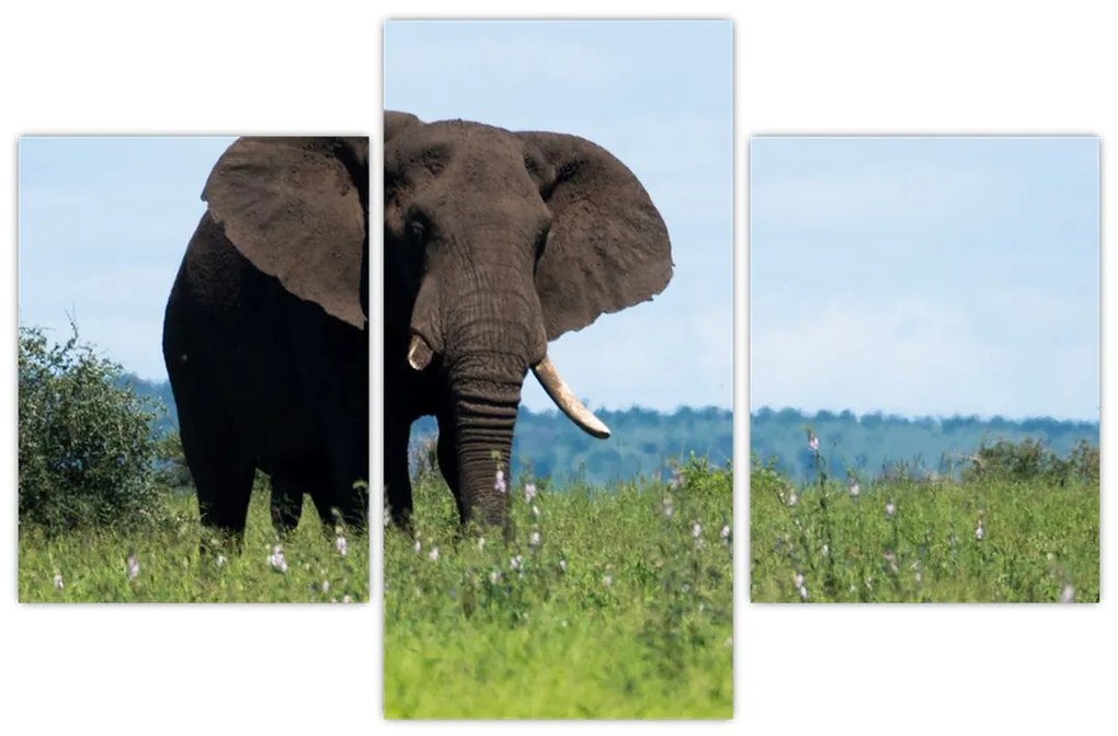 Tablou cu elefant (90x60 cm)